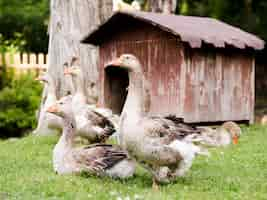 Gratis foto zijaanzicht boerderij vogels buiten blijven