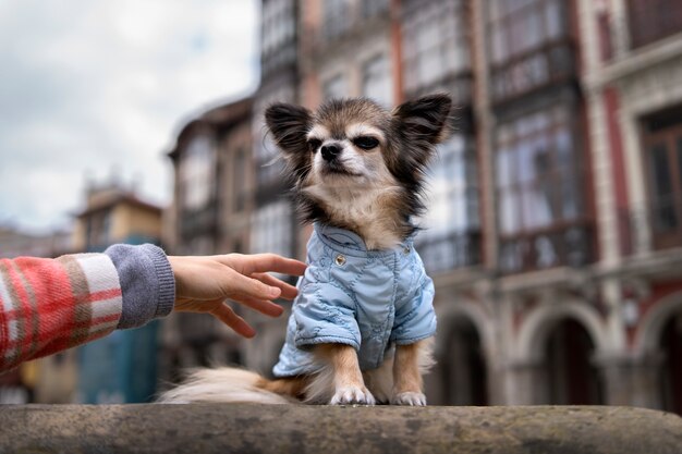 Gratis foto zijaanzicht eigenaar met schattige chihuahua hond