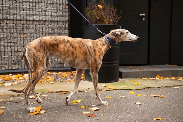 Gratis foto zijaanzicht greyhound hond die buiten loopt