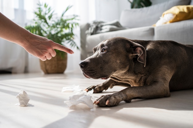 Gratis foto zijaanzicht hand uitbrander slechte hond