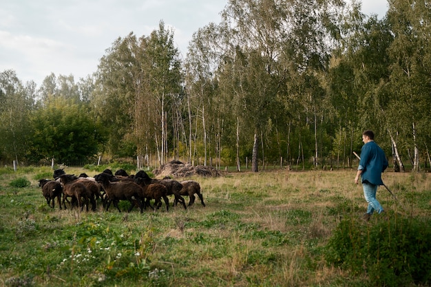 Gratis foto zijaanzicht herder die voor schapen zorgt