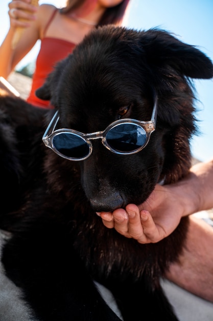 Gratis foto zijaanzicht met de hand voedende schattige hond