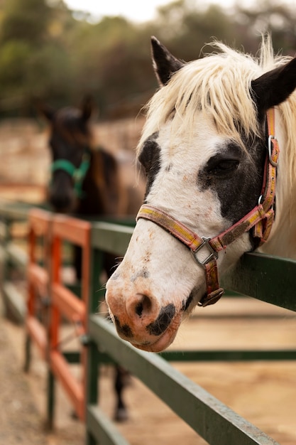 Zijaanzicht schattig paard landelijke levensstijl