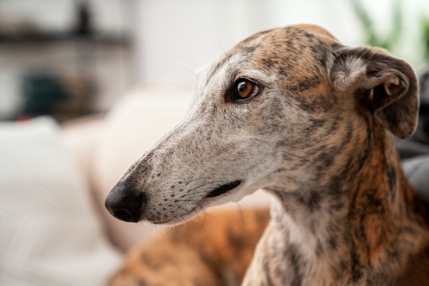 Gratis foto zijaanzicht schattige hond met wazige achtergrond