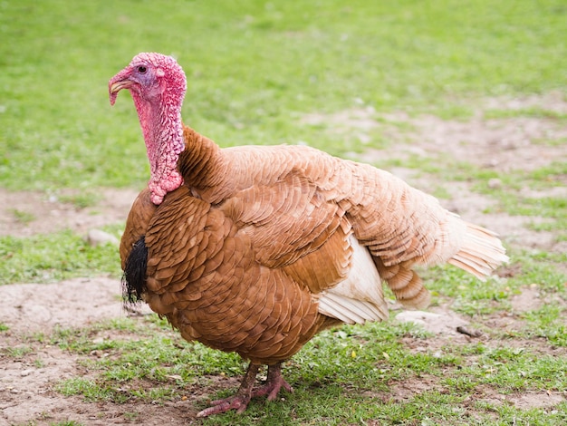 Zijaanzicht Turkije buitenshuis