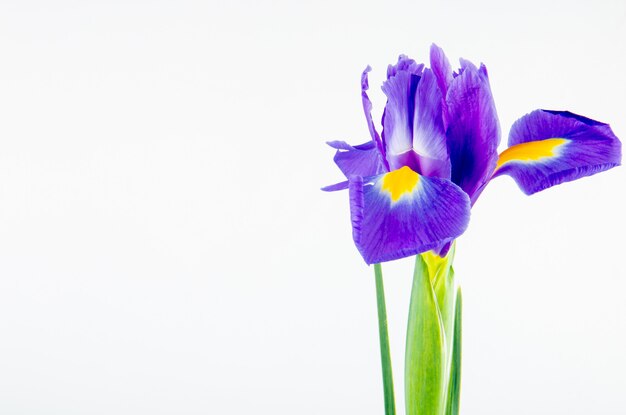 Zijaanzicht van de donkerpaarse bloem van de kleureniris die op witte achtergrond met exemplaarruimte wordt geïsoleerd