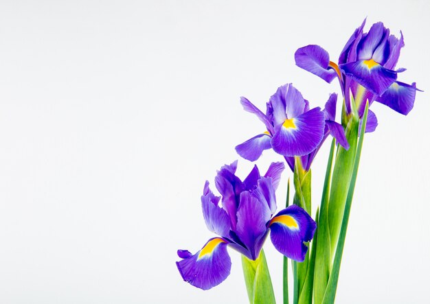 Zijaanzicht van de donkerpaarse bloemen van de kleureniris die op witte achtergrond met exemplaarruimte worden geïsoleerd