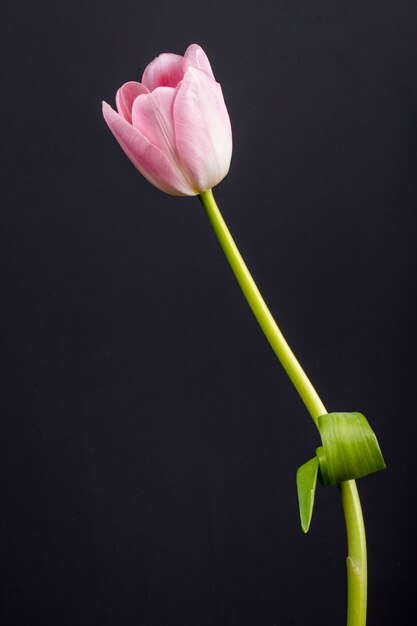 Zijaanzicht van de roze die bloem van de kleurentulp op zwarte lijst wordt geïsoleerd