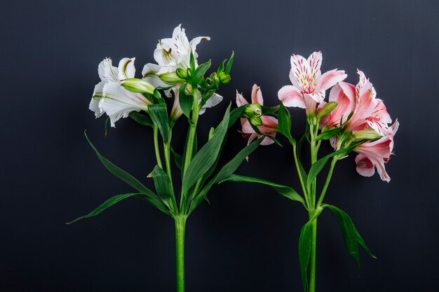 Zijaanzicht van de roze en witte bloemen van kleurenalstroemeria die op zwarte achtergrond worden geïsoleerd