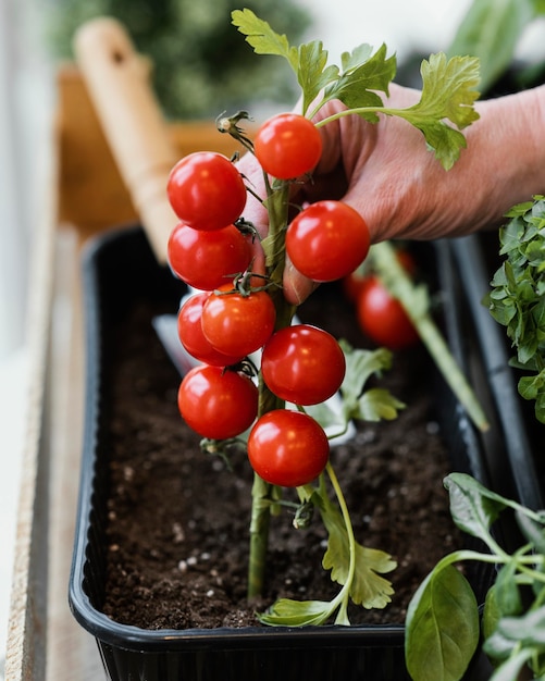 Gratis foto zijaanzicht van de vrouw die tomaten in de bodem plant