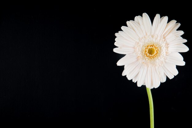 Zijaanzicht van de witte die bloem van kleurengerbera op zwarte achtergrond met exemplaarruimte wordt geïsoleerd