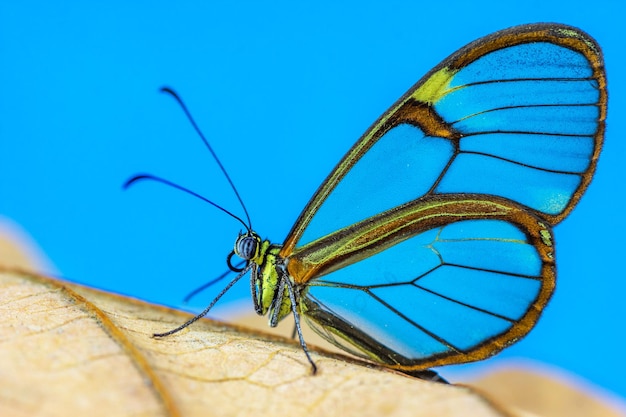 Zijaanzicht van een gele zwaluwstaartvlinder met doorschijnende vleugels oa droog blad