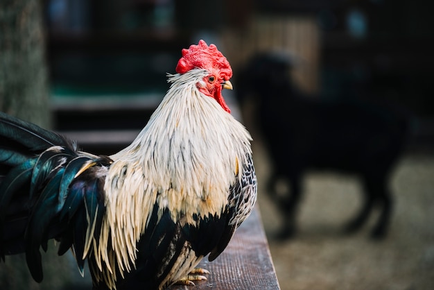 Zijaanzicht van een haan die op houten omheining neerstrijkt