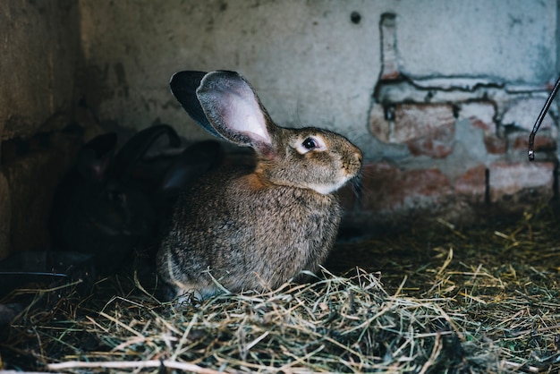 Gratis foto zijaanzicht van een hazenzitting op gras