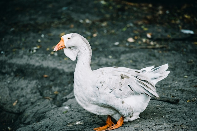 Zijaanzicht van eend op de boerderij