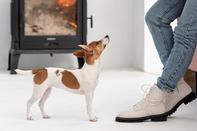 Zijaanzicht van hond die naar zijn eigenaar staart