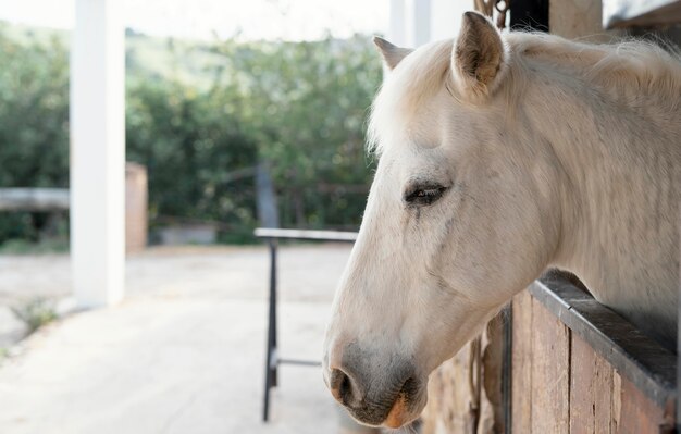 Zijaanzicht van paard in de stallen van een boerderij