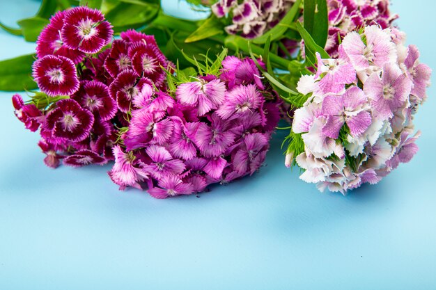 Zijaanzicht van purpere kleuren zoete William of Turkse anjerbloemen die op blauwe achtergrond wordt geïsoleerd