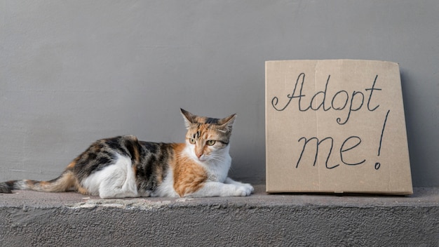 Gratis foto zijaanzicht van schattige kattenzitting naast me teken goed te keuren