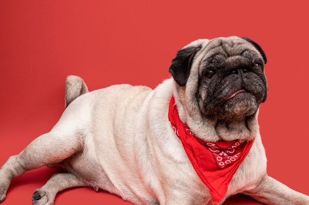 Gratis foto zijaanzicht van schattige pug met bandana