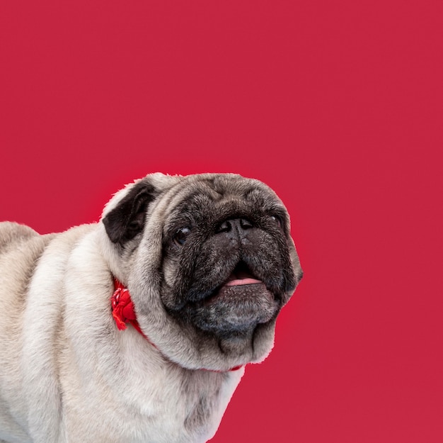 Zijaanzicht van schattige pug met kopie ruimte