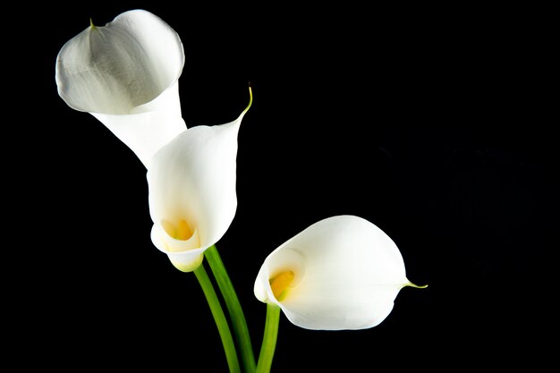 Zijaanzicht van witte calla lelies dat op zwarte achtergrond met exemplaarruimte wordt geïsoleerd