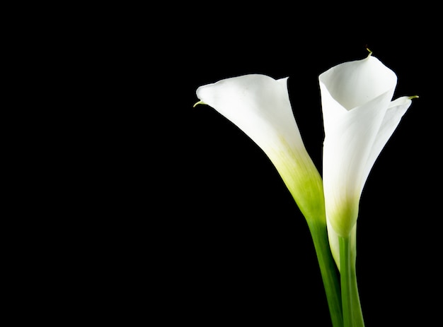 Gratis foto zijaanzicht van witte calla lelies dat op zwarte achtergrond met exemplaarruimte wordt geïsoleerd