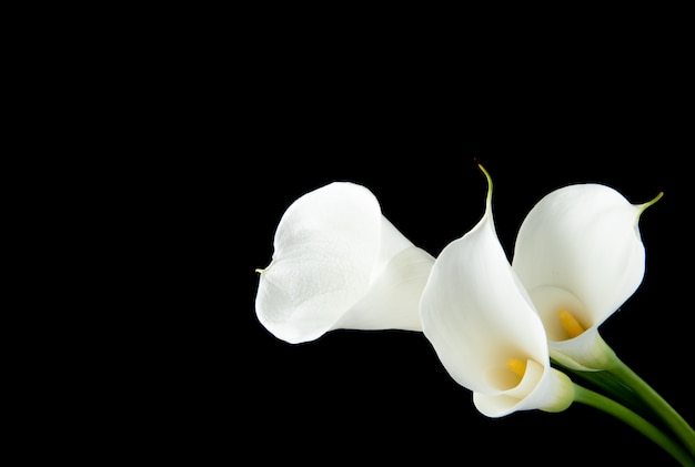 Zijaanzicht van witte calla lelies dat op zwarte achtergrond met exemplaarruimte wordt geïsoleerd