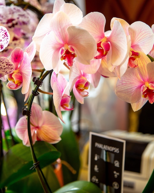 Zijaanzicht van witte en levendige roze phalaenopsis orchideebloemen in volle bloei