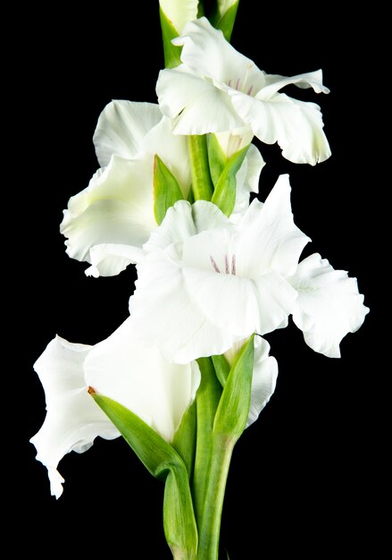 Zijaanzicht van witte gladiolenbloem dat op zwarte achtergrond wordt geïsoleerd