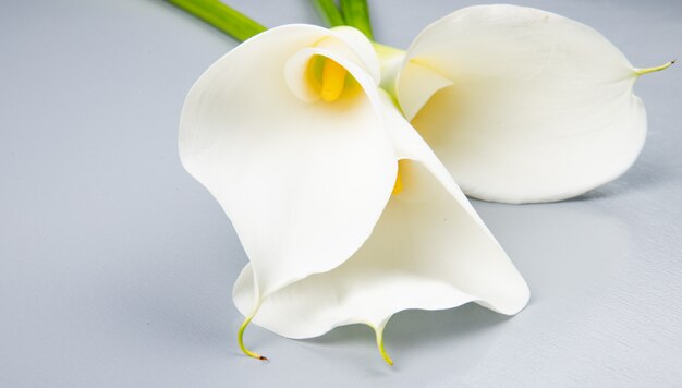 Zijaanzicht van witte kleurencalla lelies die op witte achtergrond worden geïsoleerd