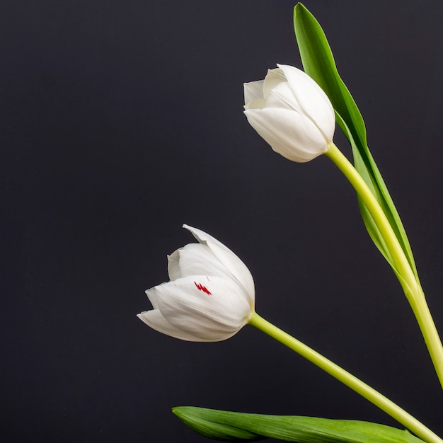 Zijaanzicht van witte kleurentulpen dat op zwarte lijst wordt geïsoleerd