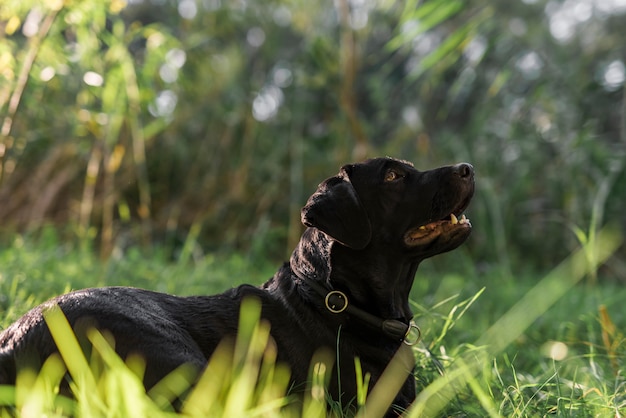 Zijaanzicht van zwart Labrador in weide