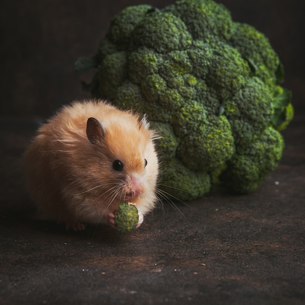 Zijaanzichthamster die broccoli in kom op donkerbruin eten.