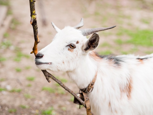 Zijwaarts witte geit buitenshuis