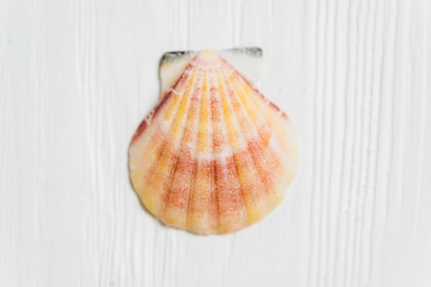 Gratis foto zomer concept met shell