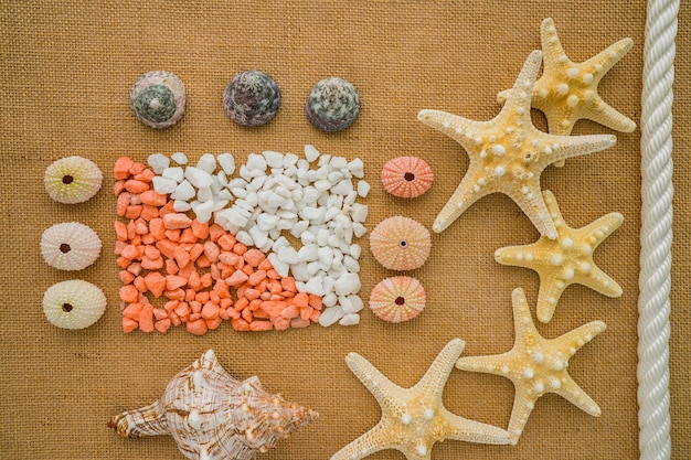 Gratis foto zomer samenstelling met zeepels en zeesterren