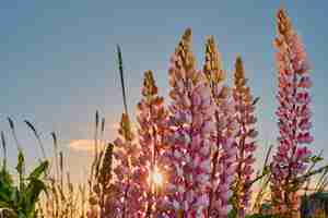 Gratis foto zomer veld mooie bloemen lupines in de wei tegen de blauwe lucht wilde bloemen in de zon zomer achtergrond