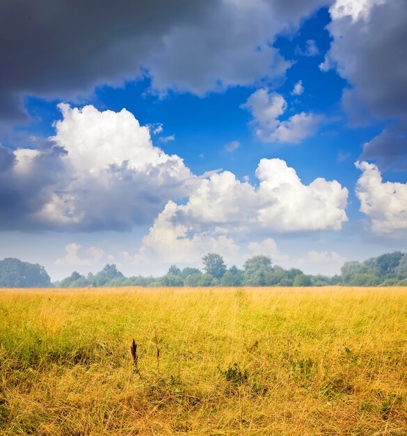 Zomerlandschap