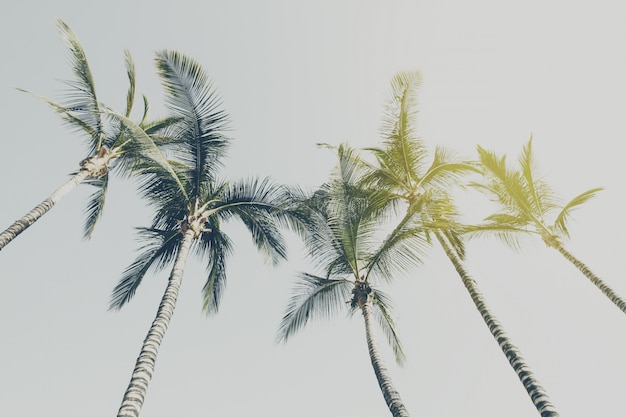 Gratis foto zomerreizen vakantieconcept. mooie palmen op blauwe hemelachtergrond. toning.