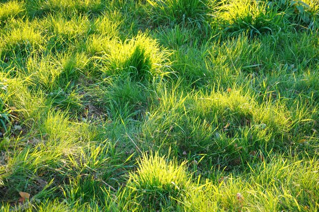 Zonbezinning in het gras