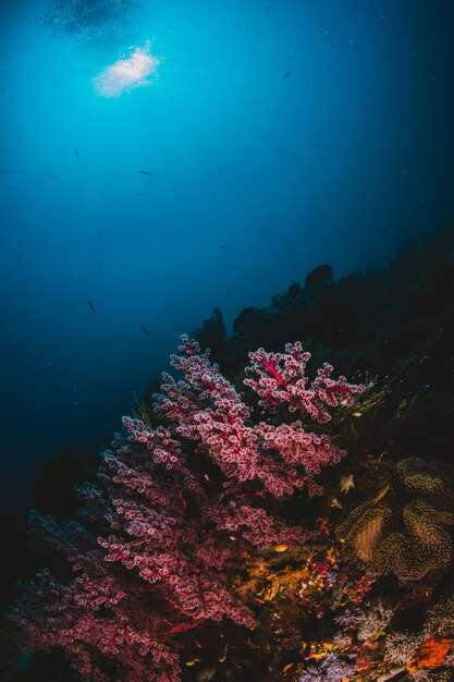 Zonlicht en koraal
