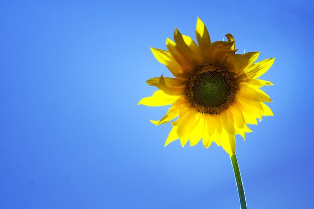 Zonnebloem met blauwe achtergrond