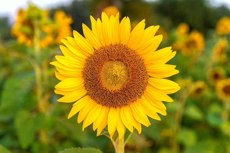 Gratis Foto zonnebloem natuurlijke achtergrond, zonnebloem bloeien in het voorjaar.