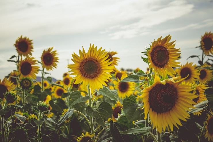 Gratis Foto zonnebloemen in een veld