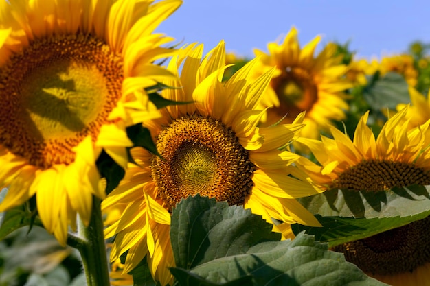 Zonnebloemen tijdens de bloei bij zonnig weer