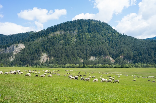 Zonnig grasland met een schaapskudde die graast