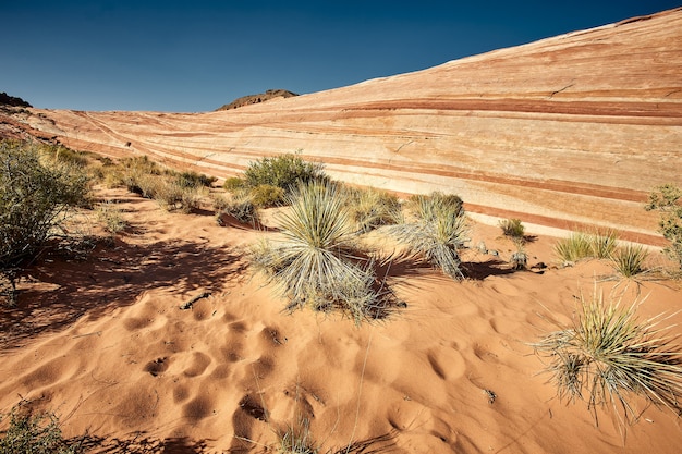 Zonnig landschap van het Valley of Fire State Park in Nevada, VS