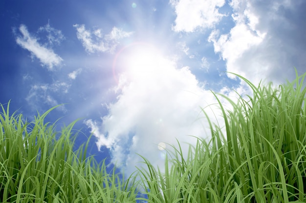 Gratis foto zonnige blauwe lucht en gras