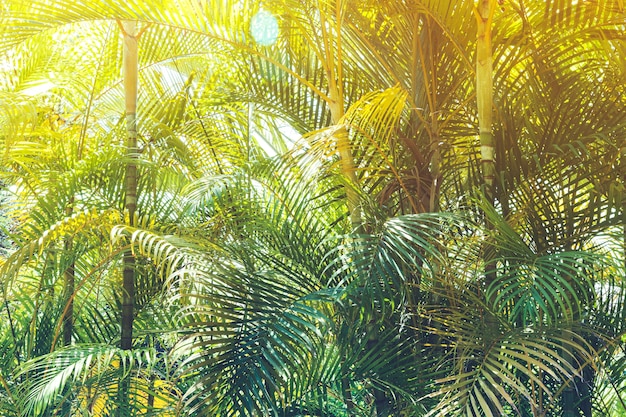 Gratis foto zonnige jungle